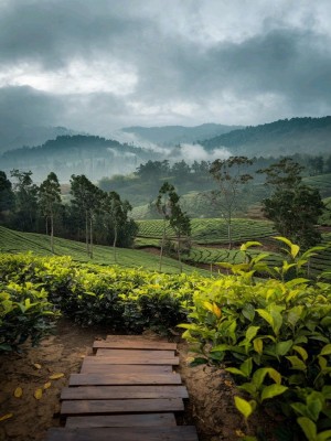 Assam - Meghalaya (7 Sisters)