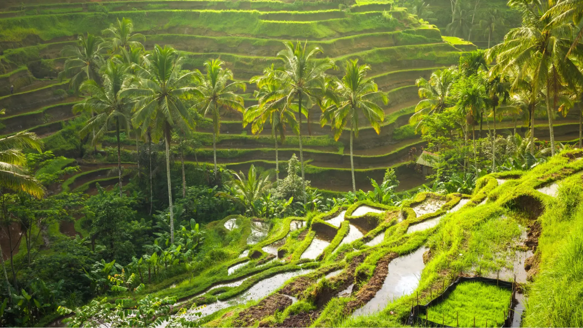 Trekking to Double Decker Living Root Bridge