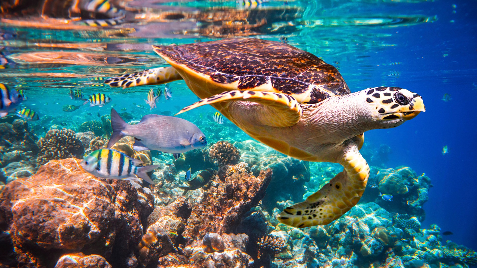 Snorkeling Maldives