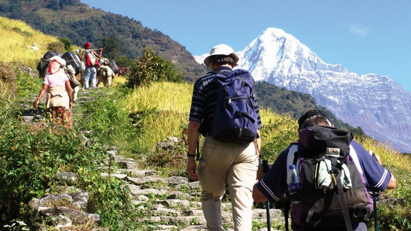 Trekking (Mount Harriet, Saddle Peak)